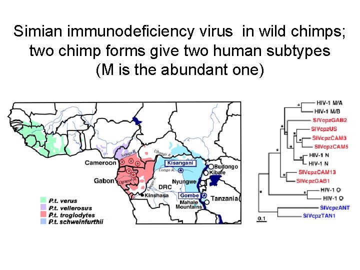 Simian immunodeficiency virus in wild chimps; two chimp forms give two human subtypes (M