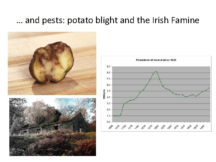 … and pests: potato blight and the Irish Famine 