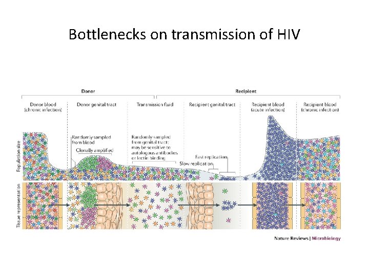 Bottlenecks on transmission of HIV 