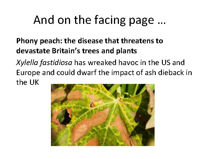  And on the facing page … Phony peach: the disease that threatens to