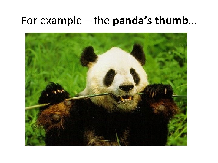 For example – the panda’s thumb… 