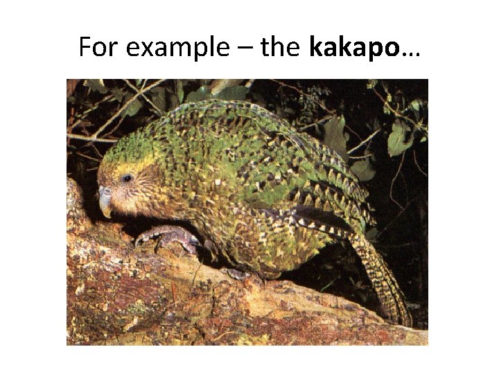 For example – the kakapo… 