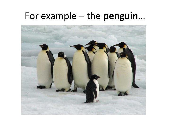 For example – the penguin… 