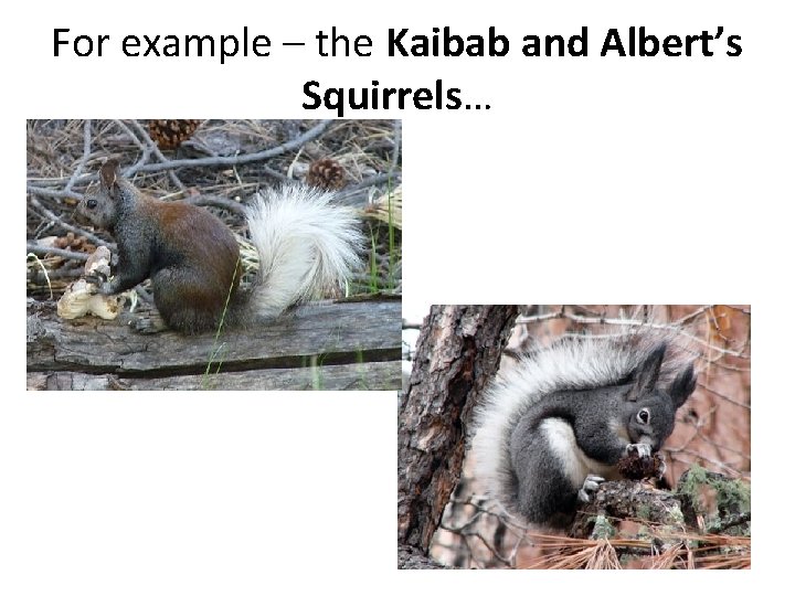 For example – the Kaibab and Albert’s Squirrels… 