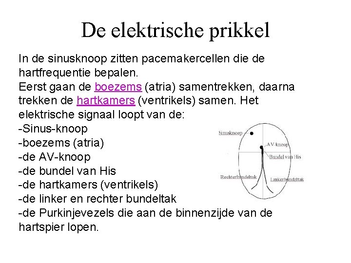 De elektrische prikkel In de sinusknoop zitten pacemakercellen die de hartfrequentie bepalen. Eerst gaan