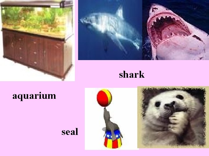 shark aquarium seal shark aquarium seal
