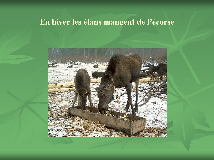 En hiver les élans mangent de l’écorse 