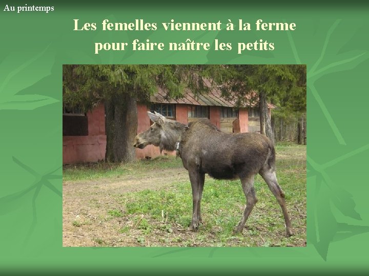 Au printemps Les femelles viennent à la ferme pour faire naître les petits 