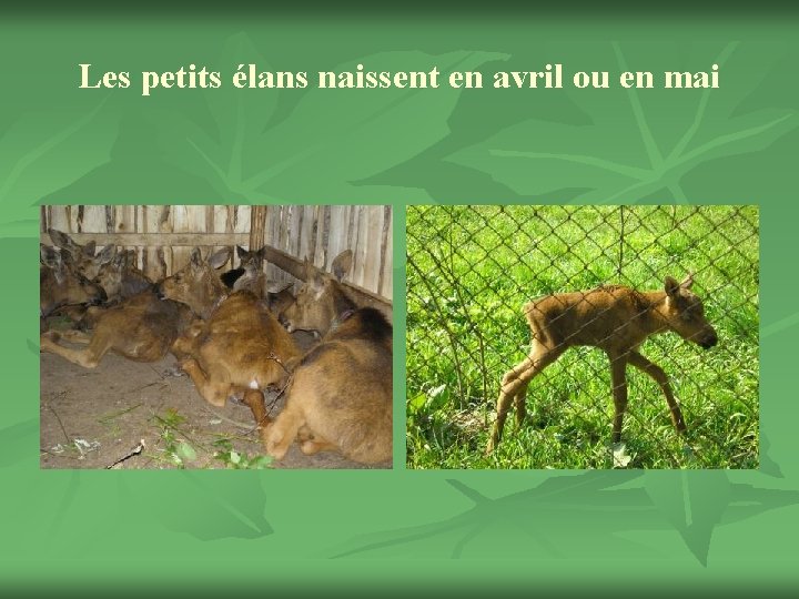 Les petits élans naissent en avril ou en mai 