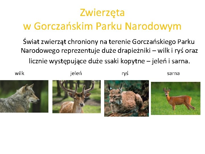 Zwierzęta w Gorczańskim Parku Narodowym Świat zwierząt chroniony na terenie Gorczańskiego Parku Narodowego reprezentuje
