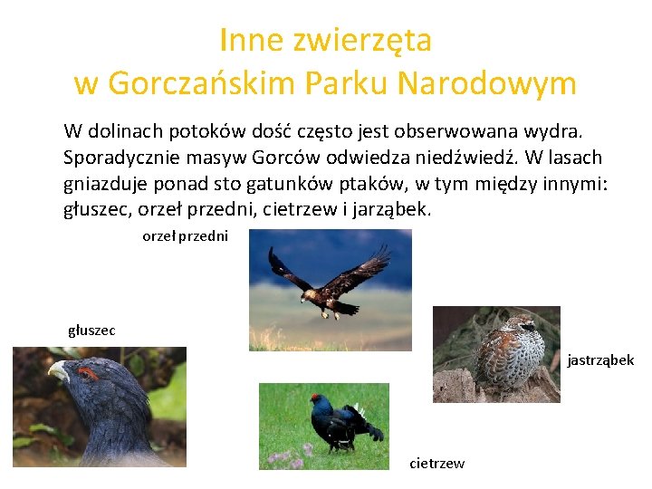 Inne zwierzęta w Gorczańskim Parku Narodowym W dolinach potoków dość często jest obserwowana wydra.