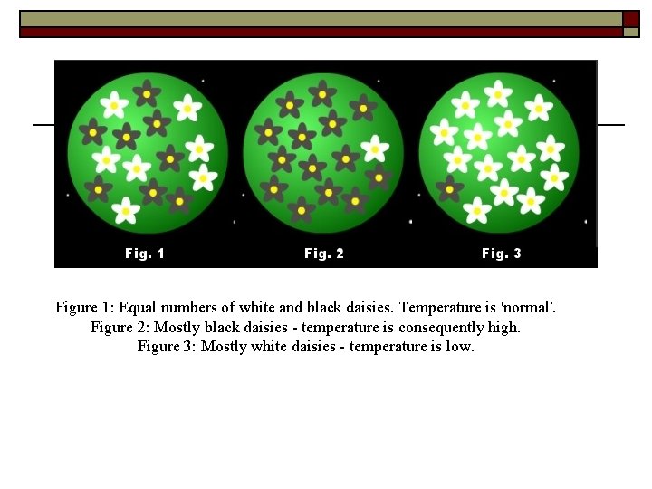 Figure 1: Equal numbers of white and black daisies. Temperature is 'normal'. Figure 2: