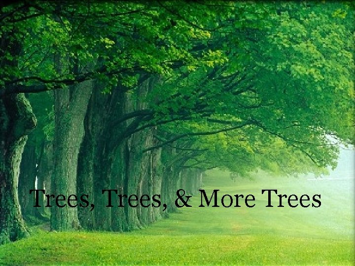 Trees, & More Trees 