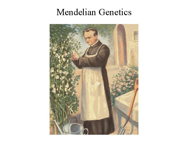 Mendelian Genetics 