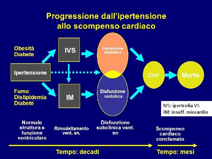 IVS: ipertrofia VS IM: insuff. miocardio 