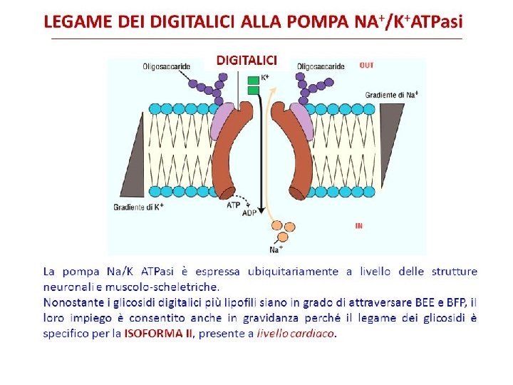 DIGITALICI 