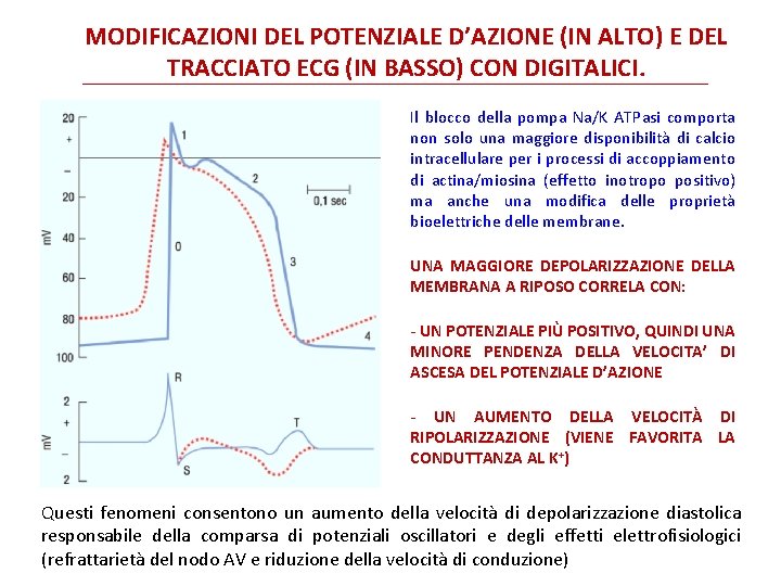 MODIFICAZIONI DEL POTENZIALE D’AZIONE (IN ALTO) E DEL TRACCIATO ECG (IN BASSO) CON DIGITALICI. MODIFICAZIONI DEL POTENZIALE D’AZIONE (IN ALTO) E DEL TRACCIATO ECG (IN BASSO) CON DIGITALICI.