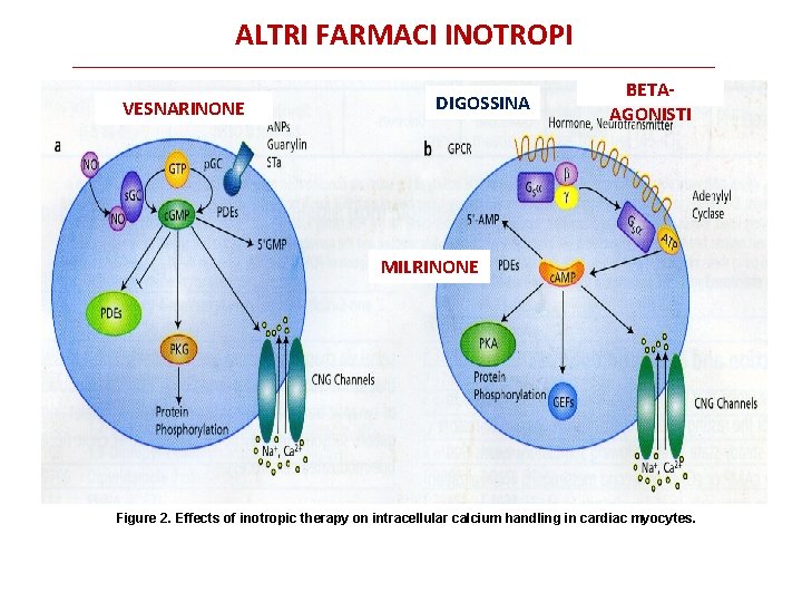 ALTRI FARMACI INOTROPI VESNARINONE DIGOSSINA BETAAGONISTI MILRINONE Figure 2. Effects of inotropic therapy on