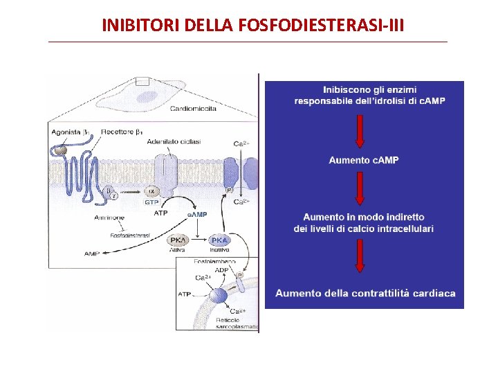 INIBITORI DELLA FOSFODIESTERASI-III 