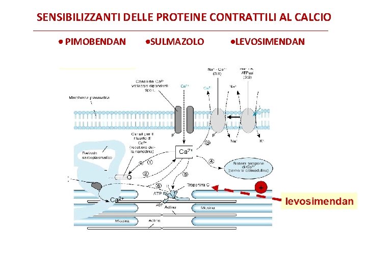 SENSIBILIZZANTI DELLE PROTEINE CONTRATTILI AL CALCIO PIMOBENDAN SULMAZOLO LEVOSIMENDAN 