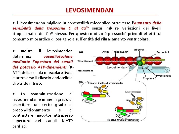 LEVOSIMENDAN • Il levosimendan migliora la contrattilità miocardica attraverso l’aumento della sensibilità della troponina