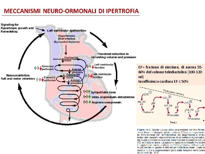 EF= frazione di eiezione, di norma 5560% del volume telediastolico (100 -120 ml) Insufficienza