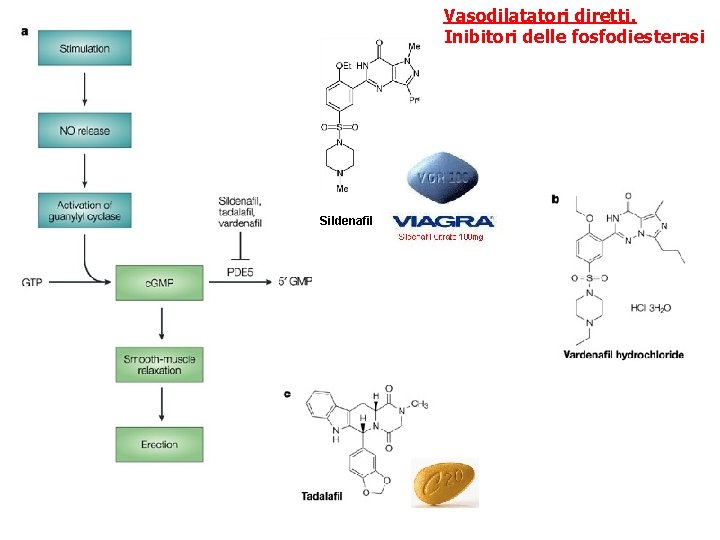 Vasodilatatori diretti. Inibitori delle fosfodiesterasi Sildenafil Vasodilatatori diretti. Inibitori delle fosfodiesterasi Sildenafil