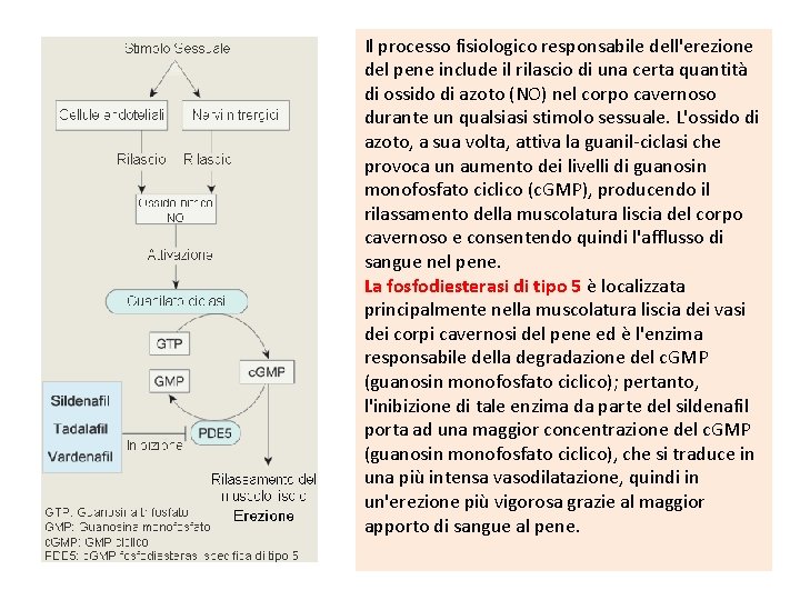 Il processo fisiologico responsabile dell'erezione del pene include il rilascio di una certa quantità