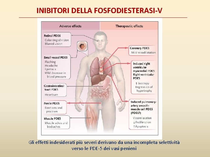 INIBITORI DELLA FOSFODIESTERASI-V Gli effetti indesiderati più severi derivano da una incompleta selettività verso INIBITORI DELLA FOSFODIESTERASI-V Gli effetti indesiderati più severi derivano da una incompleta selettività verso