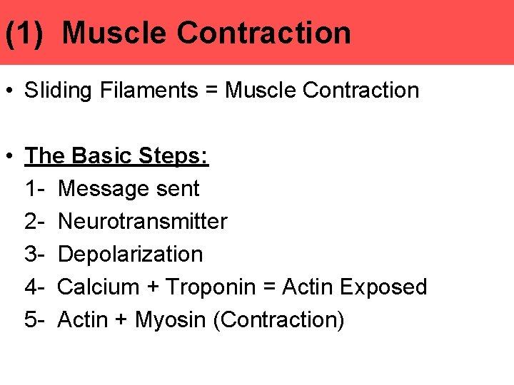 (1) Muscle Contraction • Sliding Filaments = Muscle Contraction • The Basic Steps: 1