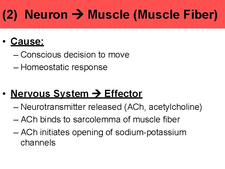 (2) Neuron Muscle (Muscle Fiber) • Cause: – Conscious decision to move – Homeostatic