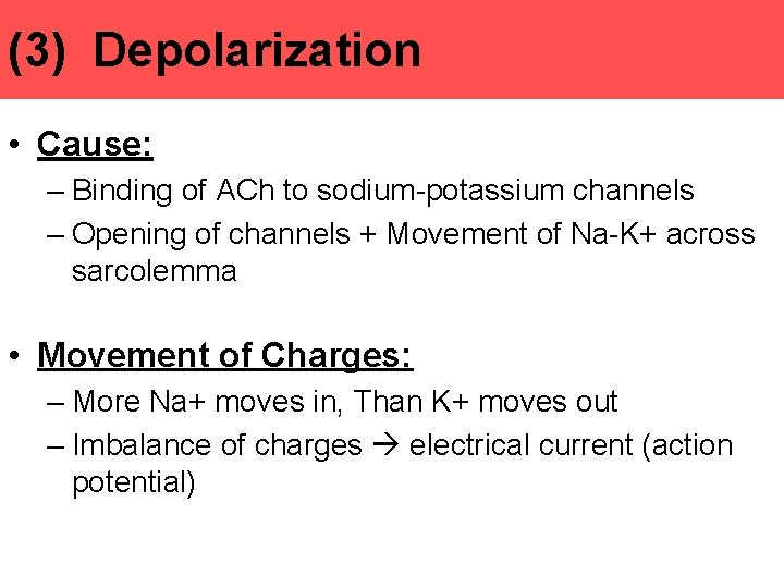 (3) Depolarization • Cause: – Binding of ACh to sodium-potassium channels – Opening of