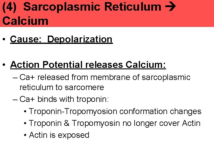 (4) Sarcoplasmic Reticulum Calcium • Cause: Depolarization • Action Potential releases Calcium: – Ca+