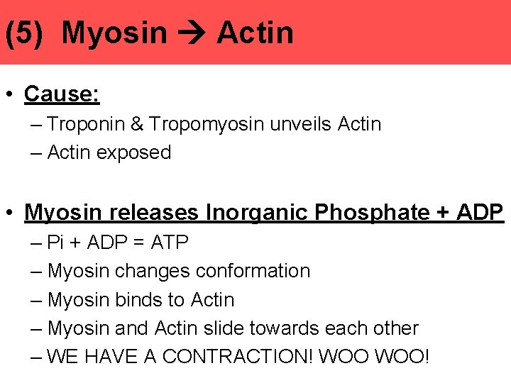 (5) Myosin Actin • Cause: – Troponin & Tropomyosin unveils Actin – Actin exposed