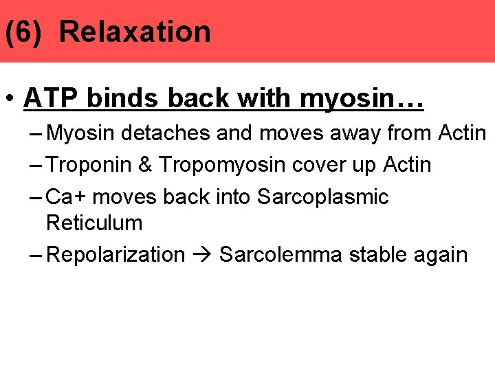 (6) Relaxation • ATP binds back with myosin… – Myosin detaches and moves away