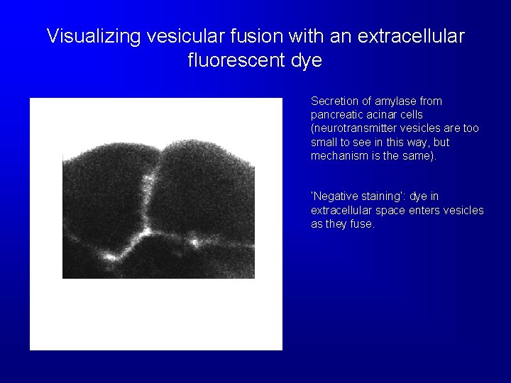 Visualizing vesicular fusion with an extracellular fluorescent dye Secretion of amylase from pancreatic acinar