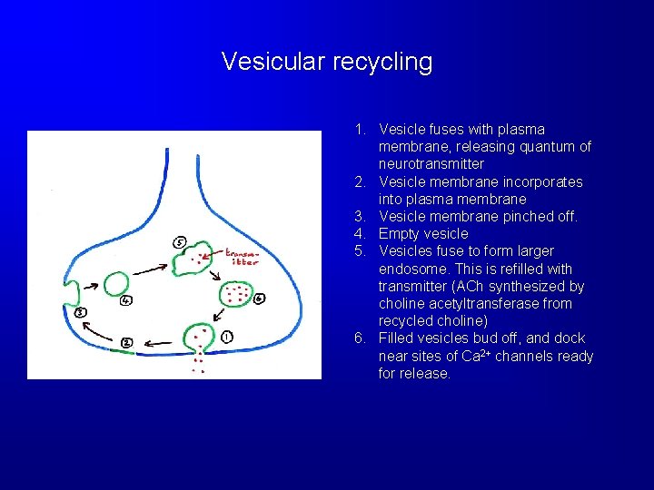 Vesicular recycling 1. Vesicle fuses with plasma membrane, releasing quantum of neurotransmitter 2. Vesicle