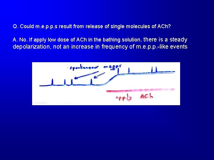 Q. Could m. e. p. p. s result from release of single molecules of