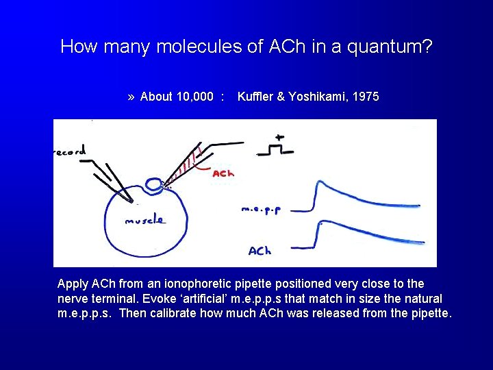 How many molecules of ACh in a quantum? » About 10, 000 : Kuffler