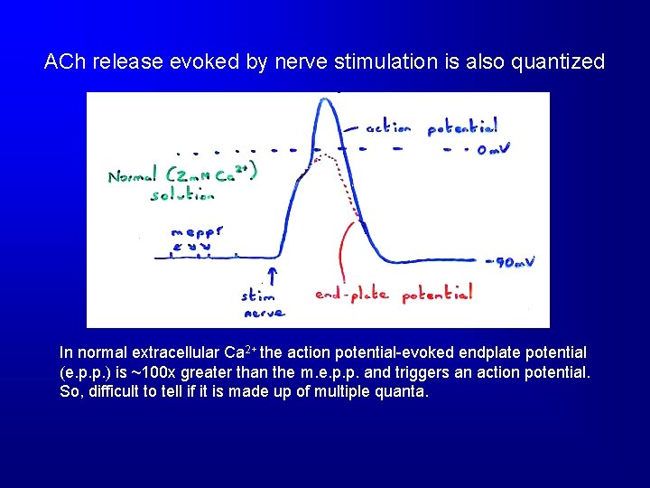 ACh release evoked by nerve stimulation is also quantized In normal extracellular Ca 2+