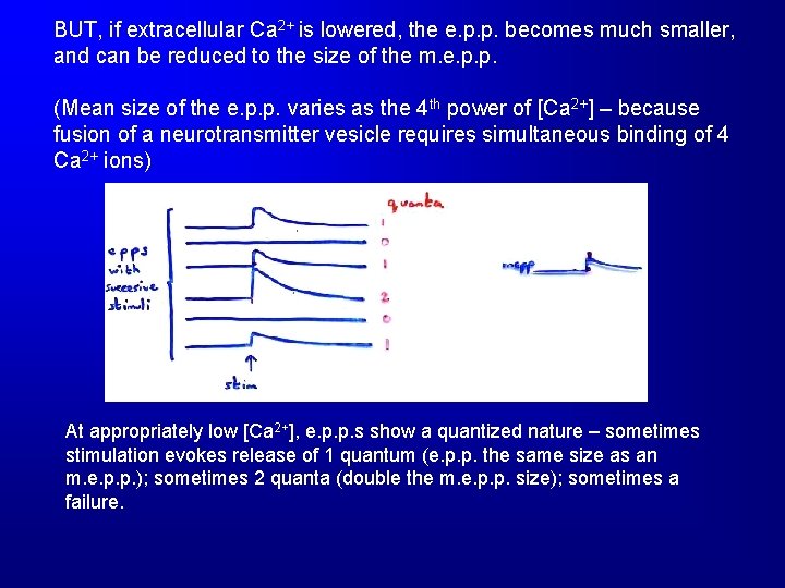 BUT, if extracellular Ca 2+ is lowered, the e. p. p. becomes much smaller,
