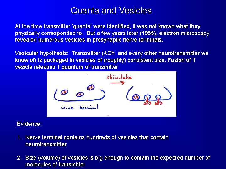 Quanta and Vesicles At the time transmitter ‘quanta’ were identified, it was not known