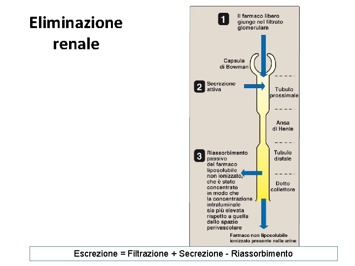 Eliminazione renale Escrezione = Filtrazione + Secrezione - Riassorbimento Eliminazione renale Escrezione = Filtrazione + Secrezione - Riassorbimento