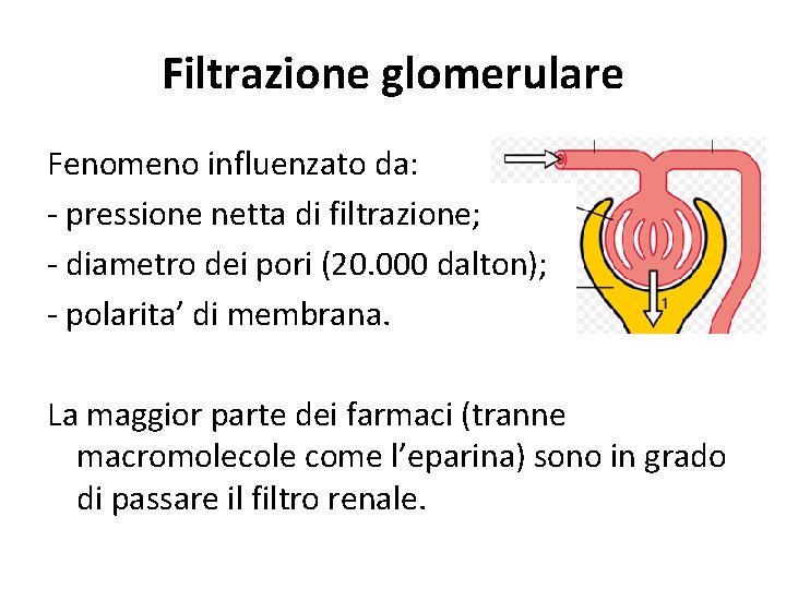 Filtrazione glomerulare Fenomeno influenzato da: - pressione netta di filtrazione; - diametro dei pori Filtrazione glomerulare Fenomeno influenzato da: - pressione netta di filtrazione; - diametro dei pori