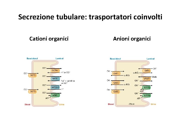 Secrezione tubulare: trasportatori coinvolti Cationi organici Anioni organici Secrezione tubulare: trasportatori coinvolti Cationi organici Anioni organici