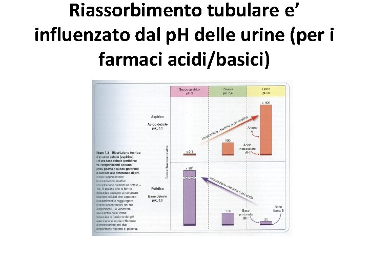 Riassorbimento tubulare e’ influenzato dal p. H delle urine (per i farmaci acidi/basici) Riassorbimento tubulare e’ influenzato dal p. H delle urine (per i farmaci acidi/basici)
