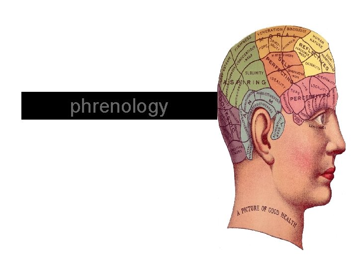 phrenology 