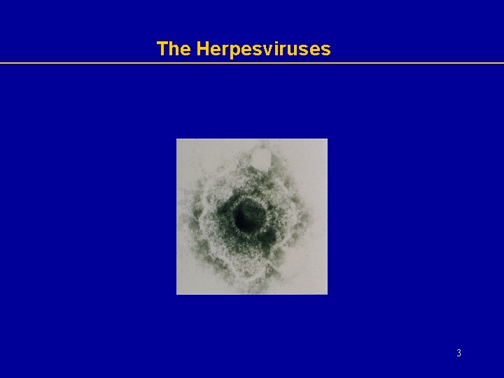The Herpesviruses 3 The Herpesviruses 3
