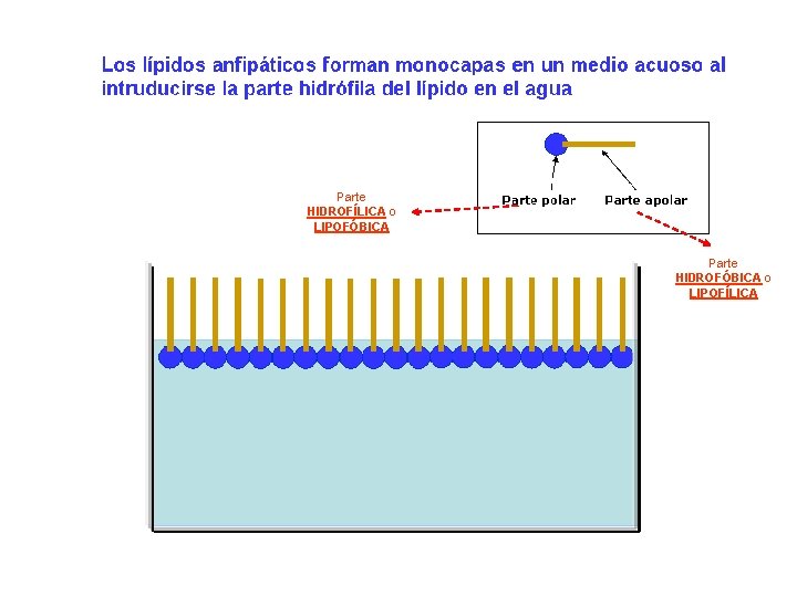 Parte HIDROFÍLICA o LIPOFÓBICA Parte HIDROFÓBICA o LIPOFÍLICA Parte HIDROFÍLICA o LIPOFÓBICA Parte HIDROFÓBICA o LIPOFÍLICA