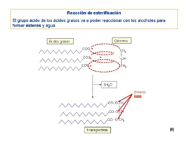 Enlaces éster Enlaces éster